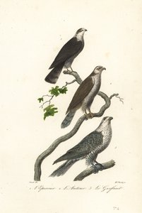 Krogulec, jastrząb i sokół. autorstwa Antoine (after) Chazal