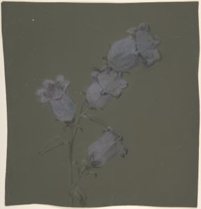 Spray Canterbury Bells autorstwa Antoine Berjon