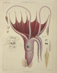 Kalmary, pl. 2 z „Histoire Naturelle Generale et Particuliere des Cephalopodes Acetabuliferes”, wyd. Ferussac und D