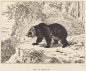 Miś Missisipi, 1836.