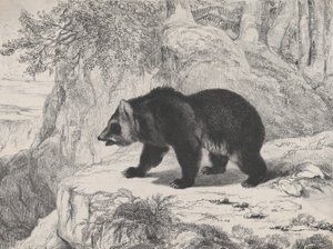 Miś Missisipi, 1836. autorstwa Antoine Louis Barye