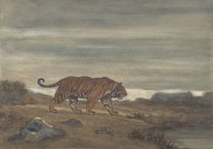 Tygrys Zbliżający Się Basen, 1810-75.