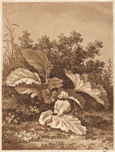 Studium liści, c. 1800. autorstwa Anton Balzer