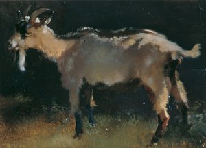 Koza