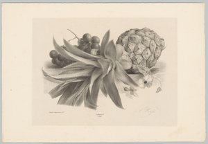 Ananas i winogrona Studia kwiatowe i owocowe (...) 10. odcinek (tytuł serii) autorstwa Anton Weiss