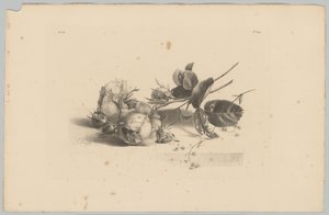 róże Studia kwiatowe i owocowe (...) 3. odcinek (tytuł serii) autorstwa Anton Weiss