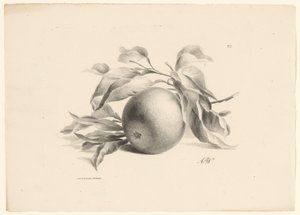 Pomarańczowy Owoce (tytuł serii) autorstwa Anton Weiss