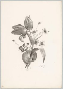 Tulipany i stokrotki Studia kwiatowe i owocowe (...) 10. odcinek (tytuł serii) autorstwa Anton Weiss