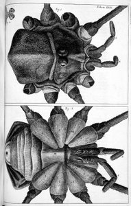 Mikroskopia autorstwa Frederick (attr. to) Barnard