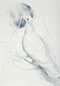 Colomba (węgiel na papierze) autorstwa Antonio Ciccone