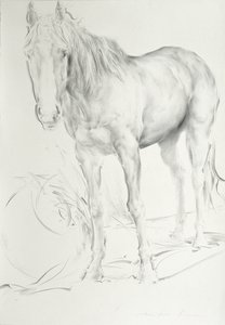 Koń w Coolmore, 1990 (węgiel na papierze) autorstwa Antonio Ciccone