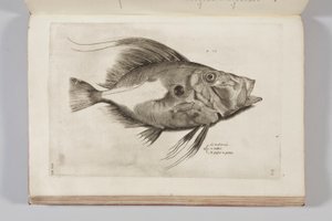 Ilustracja z „Aquatilium animantium historia, liber primus” Ippolita Salvianiego, 1554