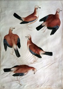 Pięć sójek, z albumu Vallardi (wc na papierze) autorstwa Antonio Pisanello