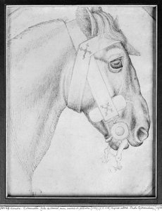 Głowa konia, z albumu Vallardi (pióro i atrament na papierze) (zdjęcie bw) autorstwa Antonio Pisanello