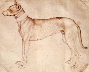 Studium psa myśliwskiego Antonio Pisano znanego jako Pisanello (przed 1395- ok. 1455), rysunek piórem i brązowym tuszem autorstwa Antonio Pisanello