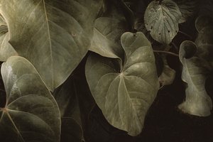 Anthurium Andraeanum, XVI e, Petrópolis, Rio de Janeiro, Brazylia, 2025 r. (zdjęcie)