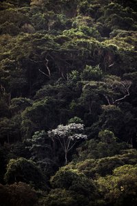 Embauba III, 2019 (zdjęcie cyfrowe)