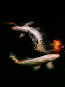 Haikai V, 2022 (zdjęcie cyfrowe)