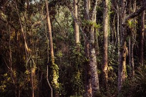 Rain Forest IV, 2021 r. (zdjęcie ilustracyjne) autorstwa Antonio Schubert