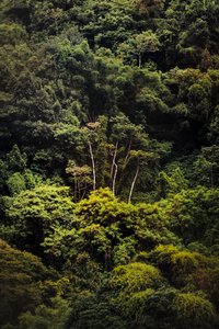 Rain Forest IX, 2018 (zdjęcie cyfrowe) autorstwa Antonio Schubert