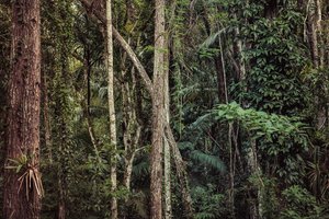 Rain Forest V, 2021 (zdjęcie cyfrowe)