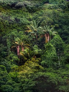 Tijuca Forest XXXII, 2018 (fotografia cyfrowa)