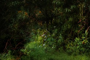 Trails, 2015 (zdjęcie cyfrowe)