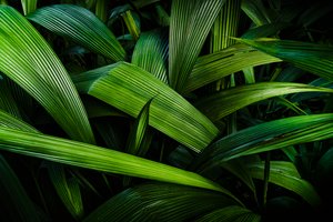 Tropical Gardens II, Rio de Janeiro, Brazylia, 2024 r. (zdjęcie) autorstwa Antonio Schubert