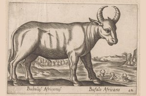Bawół afrykański Bubalus Africanus/ Bufalo Africano (tytuł na obiekcie) Zwierzęta i mityczne stworzenia (tytuł serii) Nova raccolta de li animali piu curiosi del mondo (tytuł serii) autorstwa Antonio Tempesta