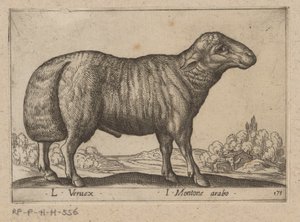 arabski schaap L Veruex/ I Montone arabo (tytuł na obiekcie) Dieren en fablewezens (tytuł serii) Nowa kolekcja najciekawszych zwierząt świata (tytuł serii) autorstwa Antonio Tempesta