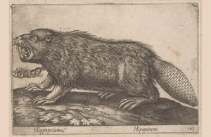 Drink Hipopotam (tytuł na obiekcie) Dieren en fablewezens (tytuł serii) Nova raccolta de li animali piu curiosi del mondo (tytuł serii)