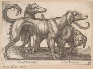 Trzy psy Canis Leporius / Cane Liviriero (tytuł na obiekcie) Zwierzęta i mityczne stworzenia (tytuł serii) Nova raccolta de li animali piu curiosi del mondo (tytuł serii) autorstwa Antonio Tempesta