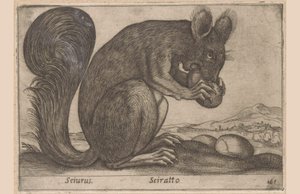 Ekhorn Sciurus/ Sciratto (tytuł na obiekcie) Dieren en fabelwezens (tytuł serii) Nowe ciekawe małe zwierzątko na świecie (tytuł serii) autorstwa Antonio Tempesta