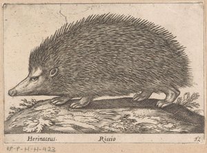 Egel Herinaceus/ Riccio (tytuł na obiekcie) Dieren en fabelwezens (tytuł serii) Nova raccolta de li animali piu curiosi del mondo (tytuł serii)