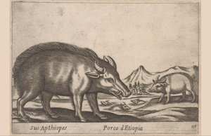 Prace etiopskie His Apthiopes/ Ethiopian Pig (tytuł na obiekcie) Dieren en fabelwezens (tytuł serii) Nowe ciekawe małe zwierzątko na świecie (tytuł serii) autorstwa Antonio Tempesta