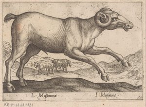 kozia L Mussimonae/ I Musimone (tytuł na obiekcie) Dieren en fablewezens (tytuł serii) Nowa kolekcja najciekawszych zwierząt świata (tytuł serii) autorstwa Antonio Tempesta