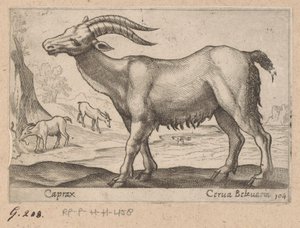 Klejnoty Caprax/ Cerua Belzuaria (tytuł na obiekcie) Dieren en fablewezens (tytuł serii) Nowa kolekcja najciekawszych zwierząt świata (tytuł serii) autorstwa Antonio Tempesta