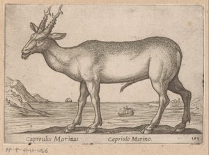 Hert Capreulus Marinus/ Capriolo Marino (tytuł na obiekcie) Dieren en fablewezens (tytuł serii) Nowa kolekcja najciekawszych zwierząt świata (tytuł serii) autorstwa Antonio Tempesta