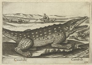 Krokodyl Coccodrillus/ Krokodyl (tytuł na obiekcie) Dieren en fablewezens (tytuł serii) Nowa kolekcja najciekawszych zwierząt świata (tytuł serii) autorstwa Antonio Tempesta