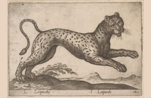 Lampart L Leopardus/ I Leopardo (tytuł na obiekcie) Dieren en fablewezens (tytuł serii) Nowa kolekcja najciekawszych zwierząt świata (tytuł serii) autorstwa Antonio Tempesta