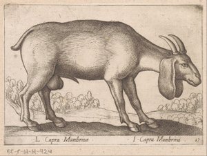Geit membrynowy L Capra Mambrinae/ I Capra Mambrina (tytuł na obiekcie) Dieren en fablewezens (tytuł serii) Nowa kolekcja najciekawszych zwierząt świata (tytuł serii) autorstwa Antonio Tempesta