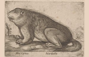 on mamrocze Mysz Alpejska / Marmotta (tytuł na obiekcie) Dieren en fablewezens (tytuł serii) Nova raccolta de li animali piu curiosi del mondo (tytuł serii) autorstwa Antonio Tempesta