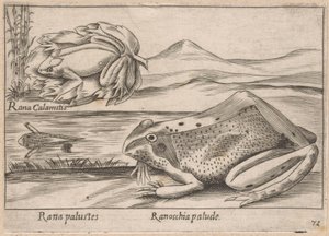 Moeras Kikkers Marsh Frog / Marsh Frog (tytuł na obiekcie) Dieren en fabelwezens (tytuł serii) Kolekcja Nova najbardziej ciekawskich zwierząt na świecie (tytuł serii) autorstwa Antonio Tempesta