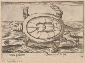 Podkładka Moerass Testudo palustres/ Tartaruca di Palude (tytuł na obiekcie) Dieren en fablewezens (tytuł serii) Nova raccolta de li animali piu curiosi del mondo (tytuł serii) autorstwa Antonio Tempesta