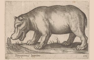 Hipopotam Hipopotam/Ippopotamo (tytuł na obiekcie) Zwierzęta i mityczne stworzenia (tytuł serii) Nova raccolta de li animali piu curiosi del mondo (tytuł serii) autorstwa Antonio Tempesta