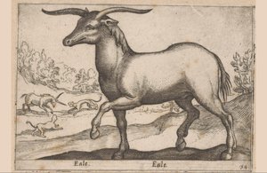 Koń z rogami Eale/Eale (tytuł na obiekcie) Zwierzęta i mityczne stworzenia (tytuł serii) Nova raccolta de li animali piu curiosi del mondo (tytuł serii) autorstwa Antonio Tempesta
