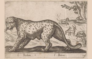 Pantera L Panthera/ I Panthera (tytuł na obiekcie) Dieren en fablewezens (tytuł serii) Nowa kolekcja najciekawszych zwierząt świata (tytuł serii) autorstwa Antonio Tempesta