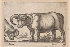 bydło Bonasus/ Bonaso (tytuł na obiekcie) Zwierzęta i mityczne stworzenia (tytuł serii) Nova raccolta de li animali piu curiosi del mondo (tytuł serii) autorstwa Antonio Tempesta
