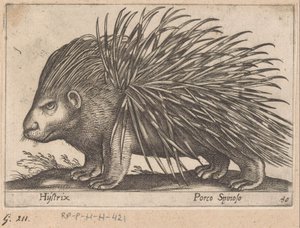 Jeżozwierz Hystrix/ Porco Spinoso (tytuł na obiekcie) Zwierzęta i mityczne stworzenia (tytuł serii) Nova raccolta de li animali piu curiosi del mondo (tytuł serii) autorstwa Antonio Tempesta