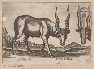 Dwie antylopy Striciperote/ Bydło kreteńskie (tytuł na obiekcie) Dieren en fablewezens (tytuł serii) Nova raccolta de li animali piu curiosi del mondo (tytuł serii) autorstwa Antonio Tempesta